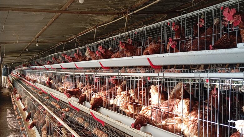 धर्मेन्द्र रानाको कुखुरा फर्मबाट दैनिक ४ हजार अण्डा उत्पादन