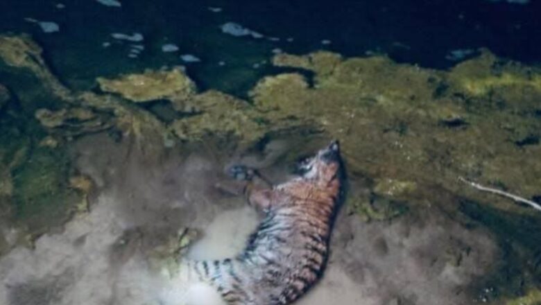 जोगबुढा नदीमा फसेको बाघको बच्चा उद्धार नहुँदा मृत्यु, निकुञ्ज र वन कार्यालयबीच आरोप–प्रत्यारोप