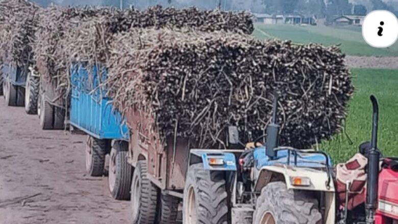 कञ्चनपुरमा अवैध भारतीय उखु आयात बढ्दो, स्थानीय किसान मारमा